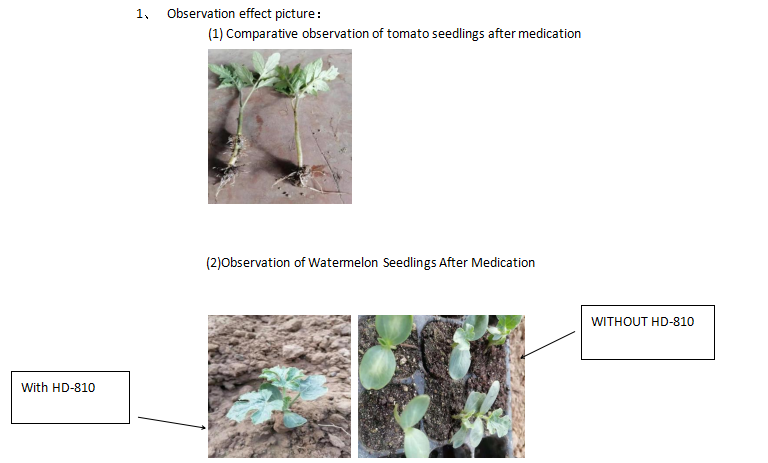 TEST REPORT OF HD-810 ROOTING ADJUVANT