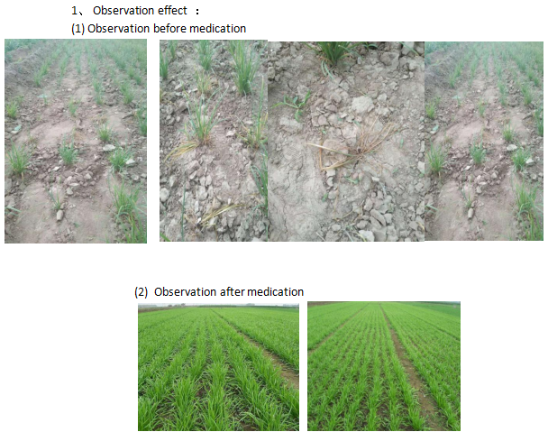 TEST REPORT OF HD-811 WORM ADJUVANT