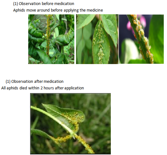 TEST REPORT OF HD-813 APHID ADJUVANT