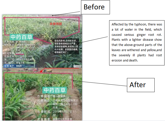 TEST REPORT OF HD-814 FUSARIUM OXYSPORUM ADJUVANT