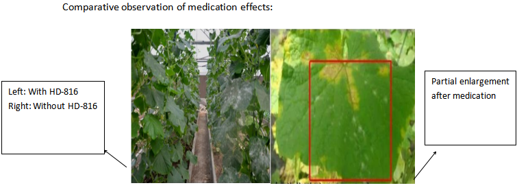 TEST REPORT OF HD-816 POWDERY MILDEW ADJUVANT