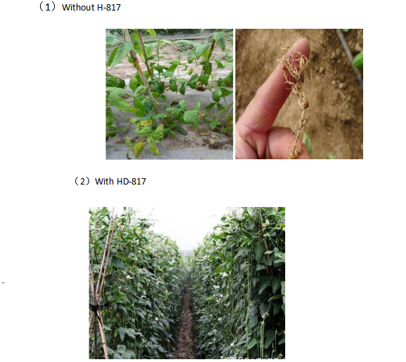 TEST REPORT OF HD-817 NEMATODE ADJUVANT