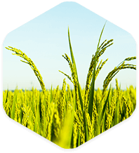 Enhanced agrochemicals efficacy Enhanced agrochemicals efficacy