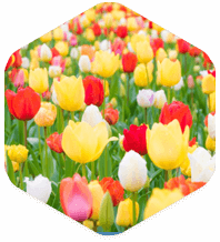 Nontoxicity Nontoxicity