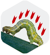 Pest control Pest control